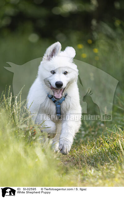 Weier Schferhund Welpe / White Shepherd Puppy / SI-02595
