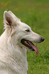 White Swiss Shepherd Portrait