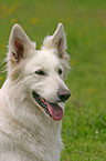 White Swiss Shepherd Portrait