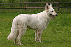 standing White Swiss Shepherd