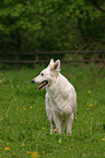 standing White Swiss Shepherd