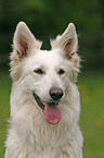 White Swiss Shepherd Portrait