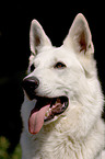 white Shepherd