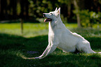 White Shepherd