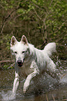 white Shepherd