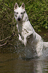 white Shepherd