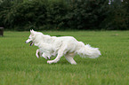 running White Shepherd