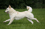 running White Shepherd