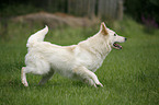 running White Shepherd