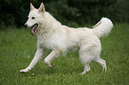 running White Shepherd