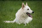 lying White Shepherd