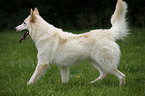 running White Shepherd