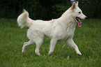 running White Shepherd