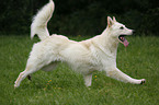 running White Shepherd