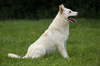 sitting White Shepherd