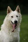 White Shepherd Portrait