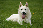 lying White Shepherd