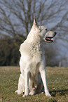 white shepherd