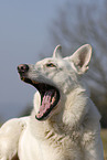 white shepherd