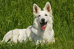 white shepherd