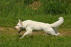 white shepherd