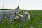 white shepherd