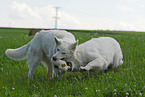 white shepherd