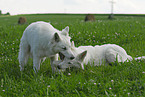 white shepherd