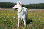 White Shepherd