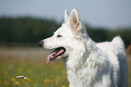 White Shepherd