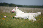 White Shepherd