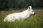 White Shepherd