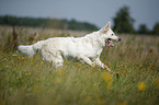 White Shepherd