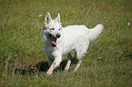 White Shepherd