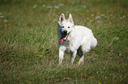 White Shepherd