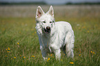 White Shepherd