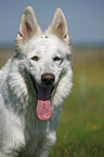 White Shepherd