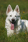 White Shepherd