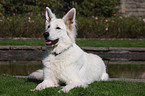 white shepherd