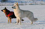 white and german shepherd