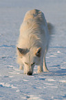 white shepherd in snow