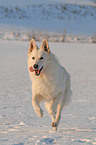 white shepherd in snow