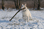 white shepherd in snow