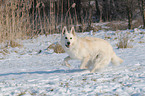 white shepherd in snow