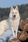 white shepherd in snow