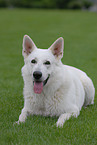 white shepherd on meadow