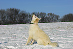 White Shepherd