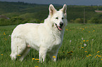 White Shepherd