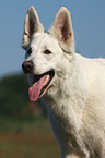 White Shepherd Portrait