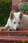 white shepherd